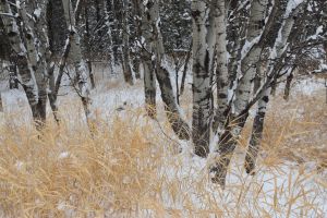 Maclay Flat-Winter Aspen Study-4
